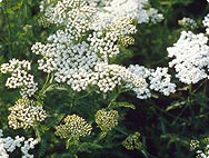 Achillea millefolium - Habitat