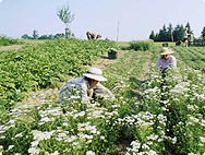 Achillea millefolium - Preparation