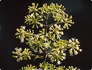 Aralia racemosa L. - Preparation