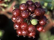 Aralia racemosa L. - Habitat