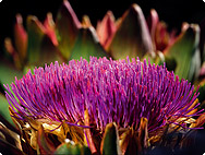 Cynara scolymus L. - Artichoke