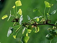 Ginkgo biloba - Preparation