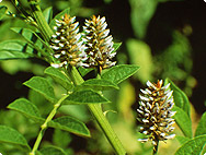 Glycyrrhiza glabra L. - Licorice / Liquorice