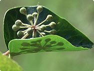 Hedera helix L. - Habitat