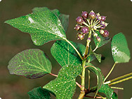 Hedera helix L. - Common Ivy