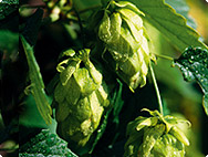 Humulus lupulus - Hop