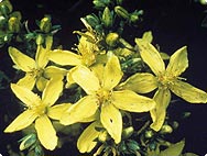 Hypericum perforatum L. - Habitat