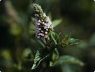 Mentha x piperita L.