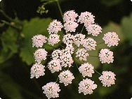 Pimpinella anisum