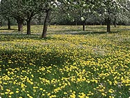 Taraxum officinale - Habitat