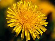 Taraxum officinale - Dandelion