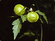 Cardiospermum halicacabum L. - Balloon vine