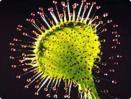 Drosera rotundifolia L. - Botanical characteristics