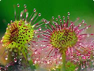 Drosera rotundifolia L. - Round-leafed Sundew