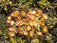 Drosera rotundifolia L. - Preparation