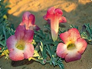 Harpagophytum procumbens - Devil’s Claw