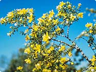 Larrea mexicana MORIC. - Creosote Bush