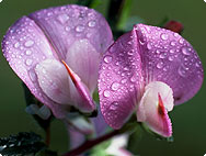 Ononis spinosa L. - Spiny Restharrow