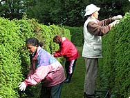 Picea abies (L.) - Preparation