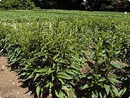 Solidago virgaurea L. - Habitat