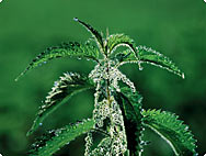 Urtica dioica L. - Greater nettle